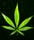tommy chong, marijuana legalization